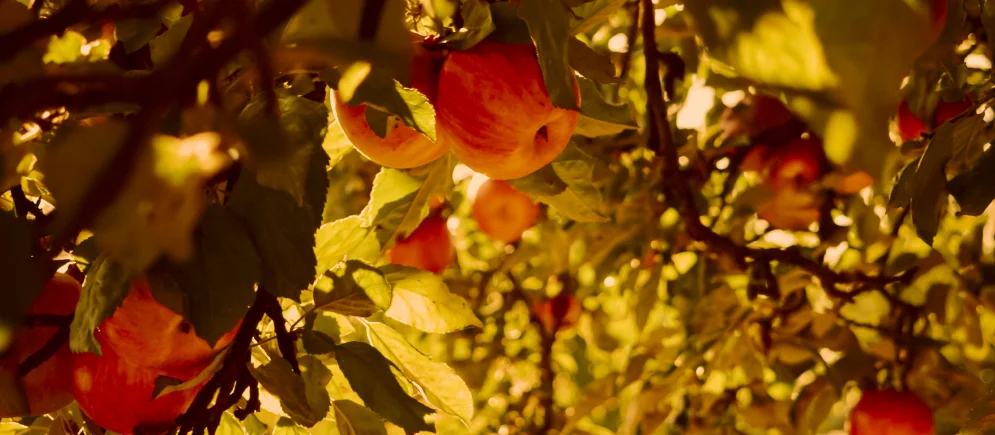 Pomme des vergers pour produire du cidre