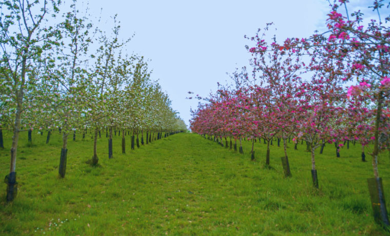 Vergers HVE Cidre Fournier