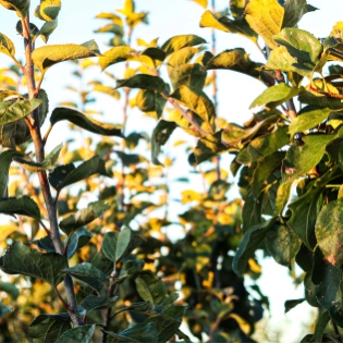 Pommier avant la floraison