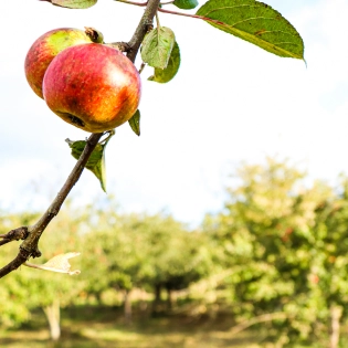 Duo de Pomme dans les vergers Fournier