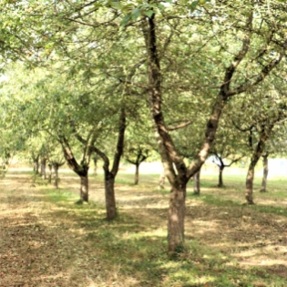 Foret de la ferme Fournier