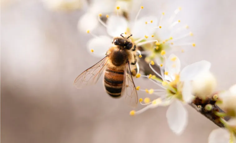 Abeille qui polénise