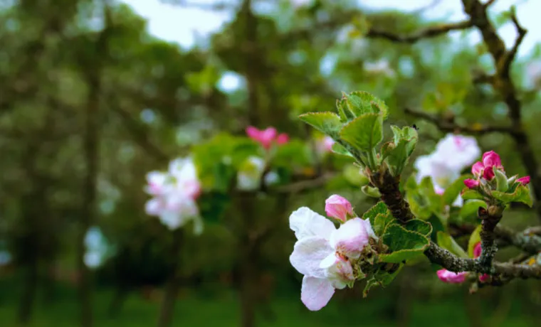 Floraison de pommier