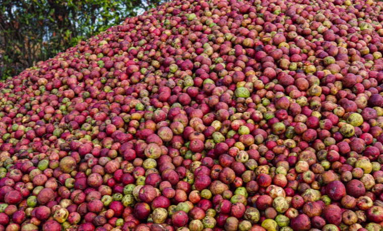 Tas de Pomme lors de la récolte de cidre Fournier