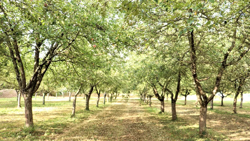 Vergers de Cidre Fournier