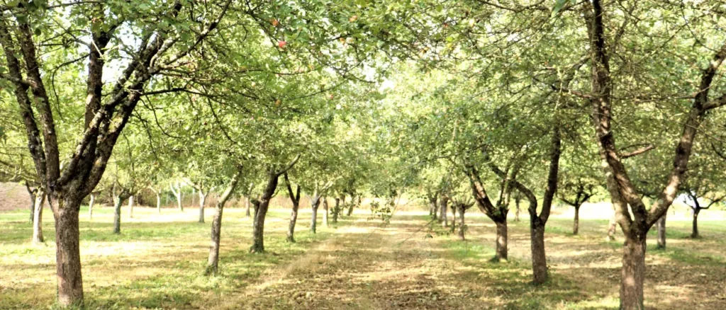 Pommier dans les vergers Fournier