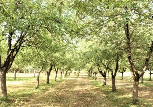 Vergers de Cidre Fournier